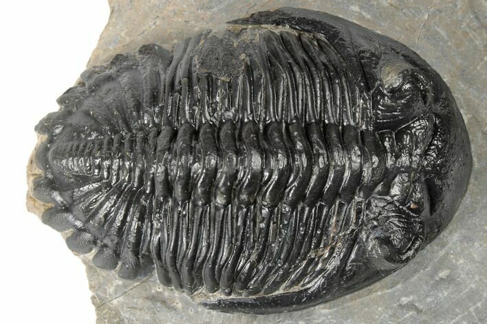 Detailed Hollardops Trilobite - Ofaten, Morocco #189696